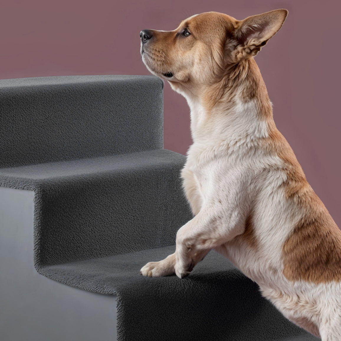 Pet Stairs
