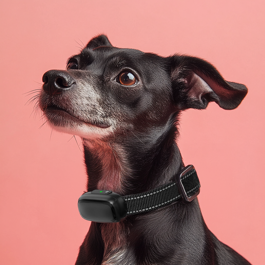 Furvo Dog Training Collar with Remote